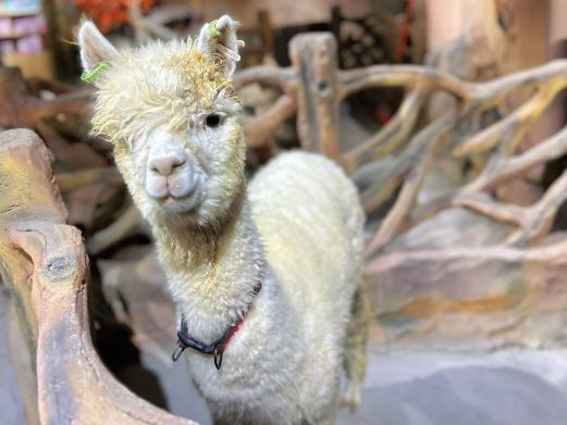 蓝小鸭萌宠乐园