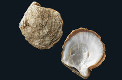 光泽游记图片] 珍珠母贝是什么材质？