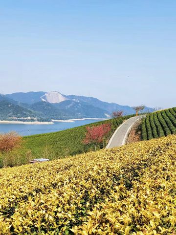 宁波春日出游攻略,4个踏青好去处赶紧码住!