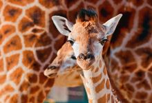 Claws 'N' Paws Wild Animal Park景点图片