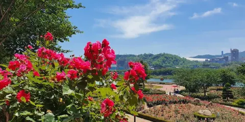 三陟玫瑰公園
