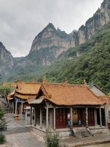 九莲山景区-辉县-大松树叶子