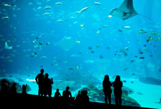 美国亚特兰大一日游-可口可乐博物馆+佐治亚水族馆+石头山公园【精品日游，深度体验美国亚特兰大城市风情。】