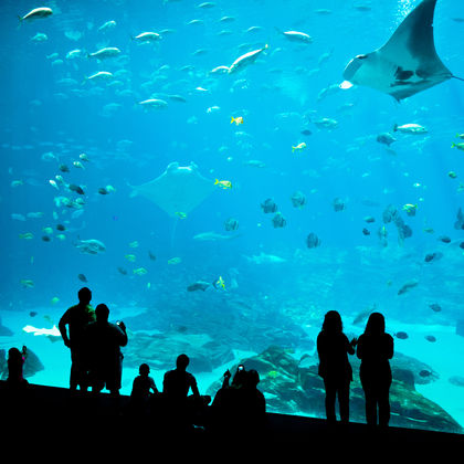 美国亚特兰大+佐治亚水族馆+可口可乐博物馆+小马丁路得金恩历史遗迹一日游