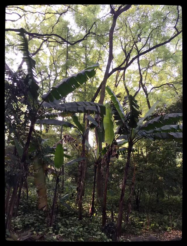 南华禅寺旅行图片 6