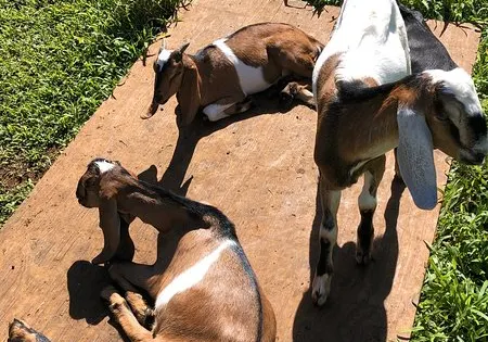 Honomu Goat Dairy