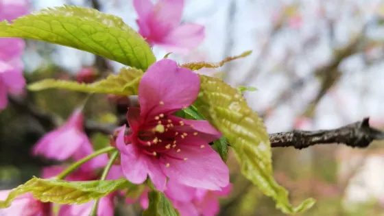 龍茶花海