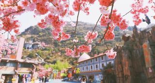 昆明周边游丨三月初春樱花季，不输圆通山的樱花，竟藏在这里!