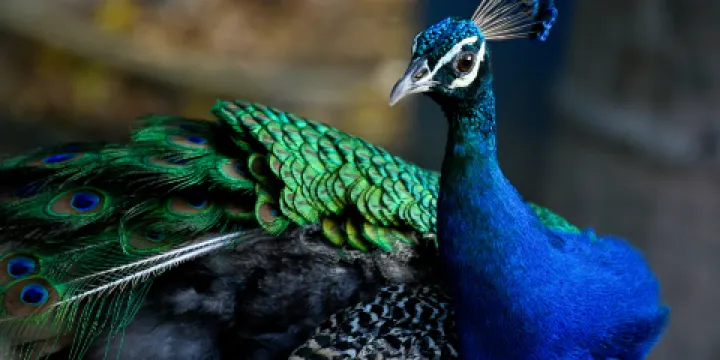 招遠市西山動物園