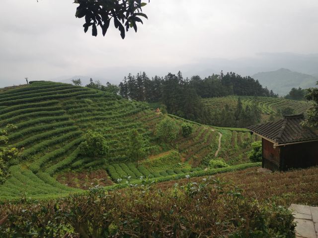 布央茶山旅游区旅行图片 11
