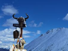 色季拉山-林芝-魔女锦鲤