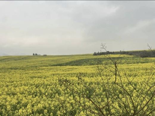 罗平油菜花主会场