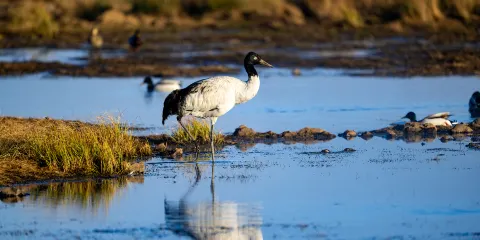 大山包黑頸鶴國家級自然保護區