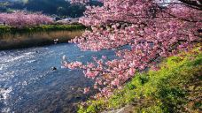 河津樱花-河津町