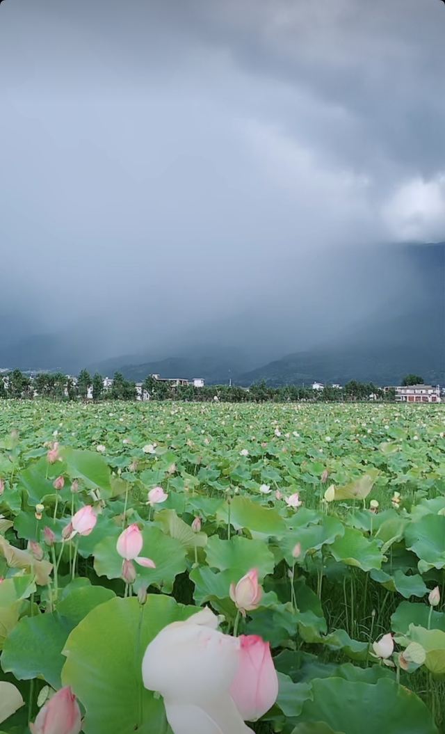 洱海月湿地公园旅行图片 3