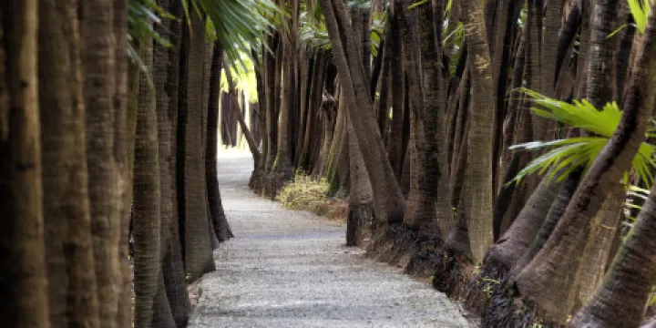 南坦葵林生態濕地公園