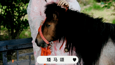 小矮马贝勒爷|很萌很受宠,孩子成长的小伙伴!