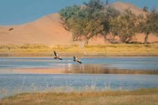 腾格里沙漠-阿拉善左旗-百合1203