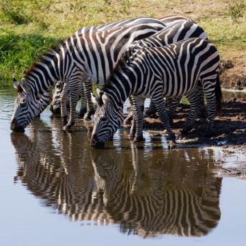 肯尼亚内罗毕+马赛马拉国家保护区+纳库鲁+安博塞利7日6晚拼小团
