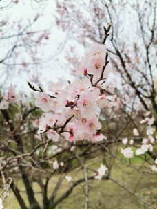 维多利亚山-惠灵顿-Lavender and Sun