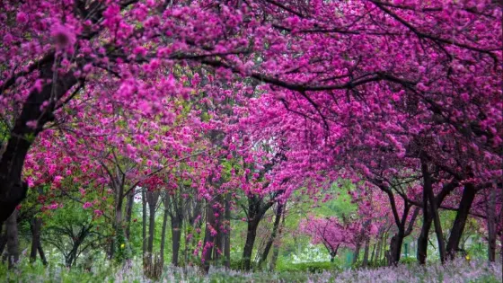 西部蘭花生態園