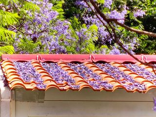 盘点时下昆明最热的网红打卡地,教场中路的蓝花楹,定会榜上有名