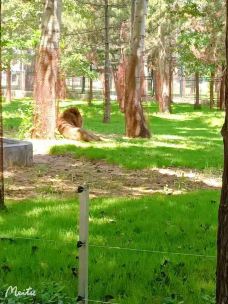 秦皇岛野生动物园-秦皇岛-YoYo_7B4H0Z6V