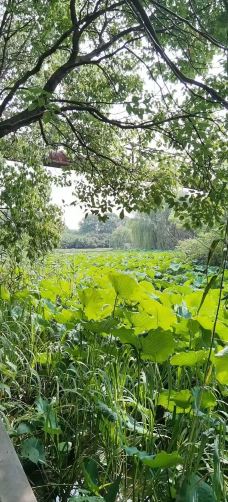 苏州中国花卉植物园-苏州-88top