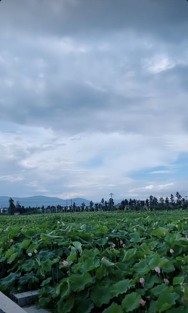 洱海月湿地公园旅行图片 6