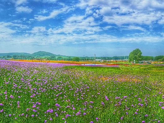 莲花山花海