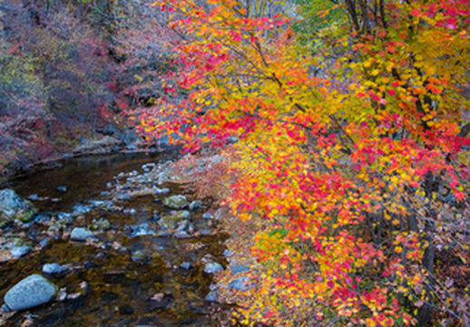 打着飞的看红叶