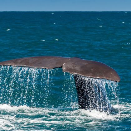 新西兰奥克兰大区13日12晚私家团