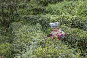 凌云游记图文-百色：边境之城的百般颜色，采茶游湖尽享民族风情