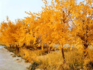 金秋敦煌阳关胡杨染金，如诗如画！