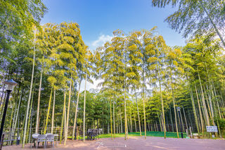 莫干山的深秋丨听见，风从山的那边吹过来……