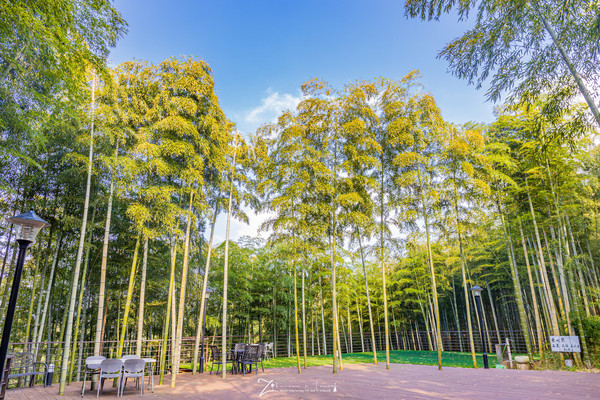 莫干山的深秋丨听见,风从山的那边吹过来……