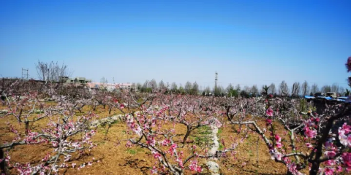 李官桃花園景區