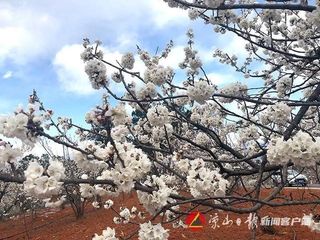 三月的最后一天，我们去茅坡赏樱桃花吧