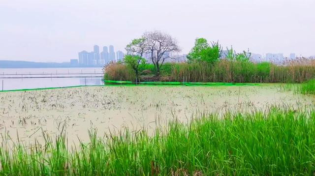 零距离随拍武汉夏天，在南湖北岸这座公园，寻觅渔舟唱晚的意境