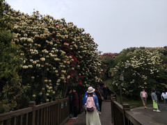 毕节游记图片] 百里杜鹃普底景区