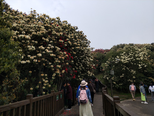 百里杜鹃普底景区