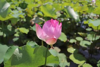 开到茶糜花事了，曲院风荷别样红