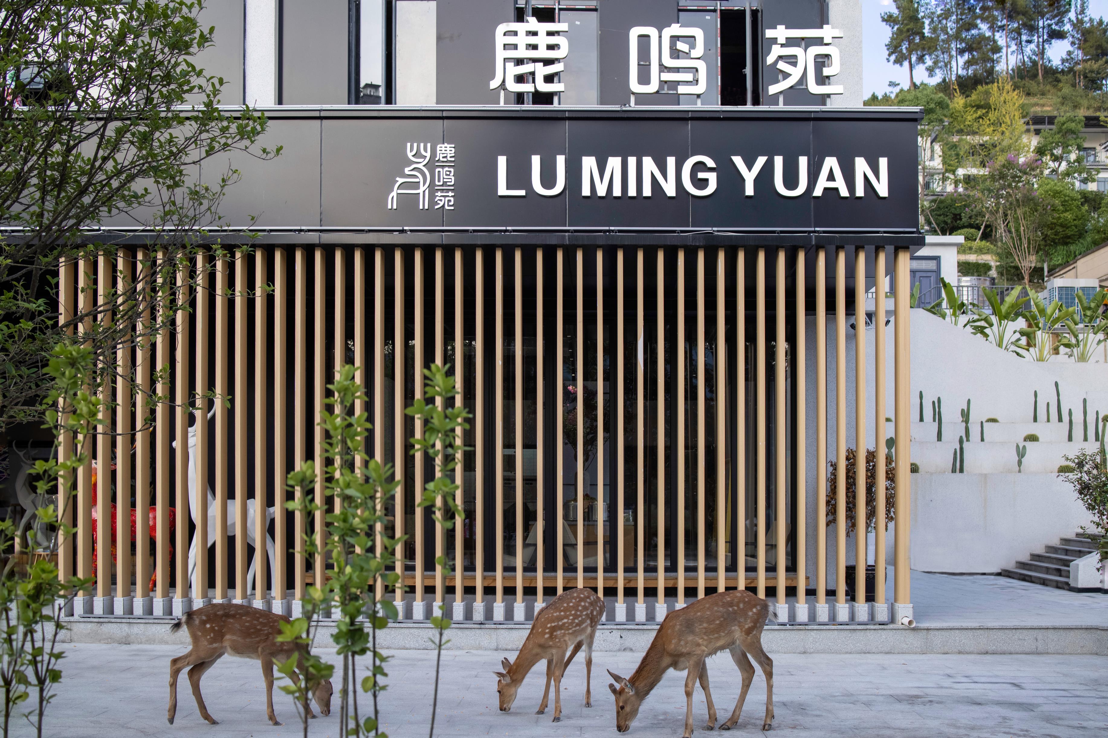 梅花鹿庄园酒店·鹿鸣苑餐厅图片