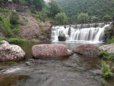 小沟背风景区-济源-大松树叶子