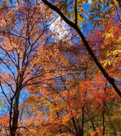 蛟河游记图文-吉祥畅飞卡第11飞，去完青岛看海，再去长春蛟河看红叶谷