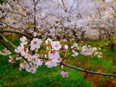 贵安樱花园-安顺-语曦xi🐲