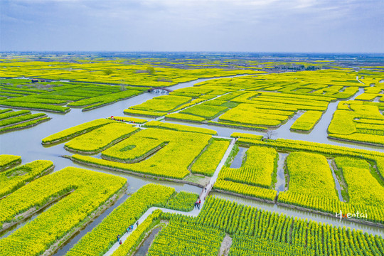 春日里奔赴兴化，只为“全球四大花海”中的那抹黄- 兴化游记攻略【携程攻略】