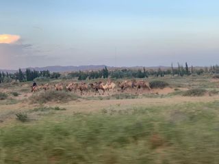 春暖花开!是时候安排一场真正的沙漠之旅了