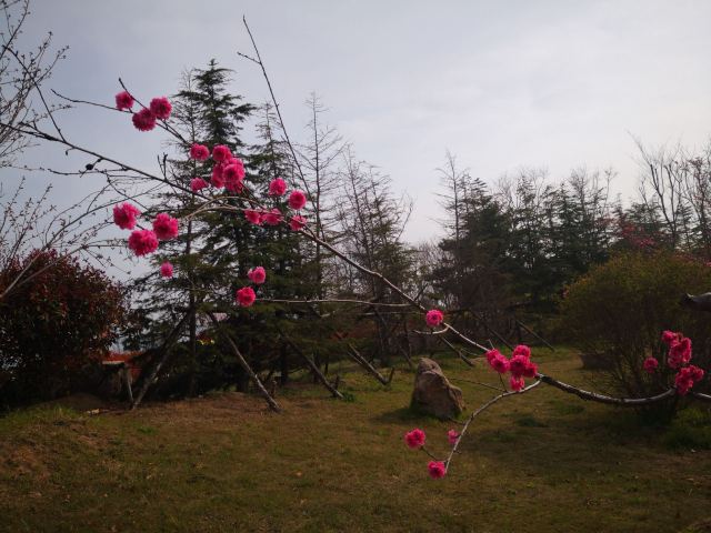 唐岛湾滨海公园-观景台旅行图片 3