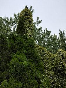 沙家浜镇游记图文-络石，漫天星子的芬芳暮春